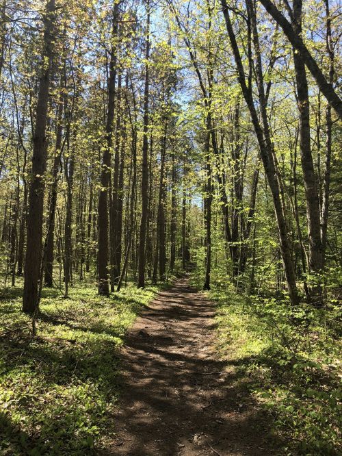 A sunlit forest path surrounded by tall trees and fresh green foliage.