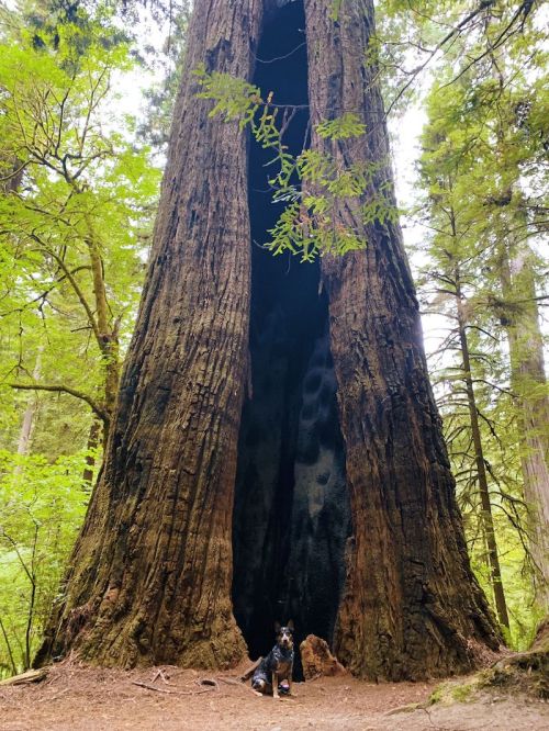 A large, hollow tree stands in a forest, with a dog sitting at its base, surrounded by lush greenery.