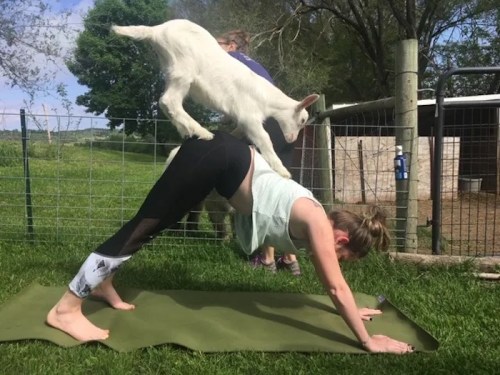 A woman doing yoga outdoors with a goat playfully standing on her back. Green grass and a fence in the background.
