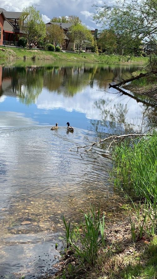 Two ducks swim in a calm pond, reflecting trees and houses under a partly cloudy sky. Green grass lines the shore.