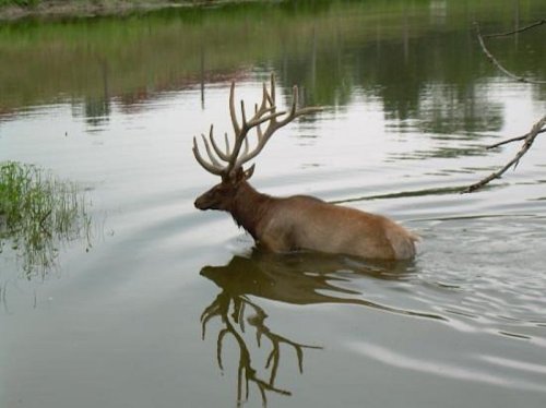 A large elk wades through calm water, with its reflection visible on the surface. Lush greenery surrounds the scene.