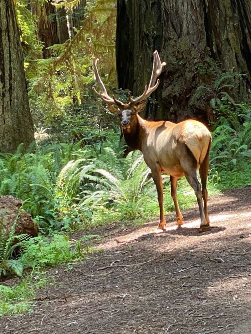 A majestic elk stands in a forest, surrounded by ferns and tall trees, with sunlight filtering through the leaves.