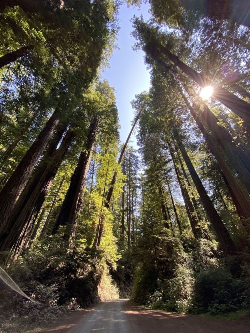 Tall redwood trees tower over a dirt road, with sunlight filtering through the leaves against a clear blue sky.