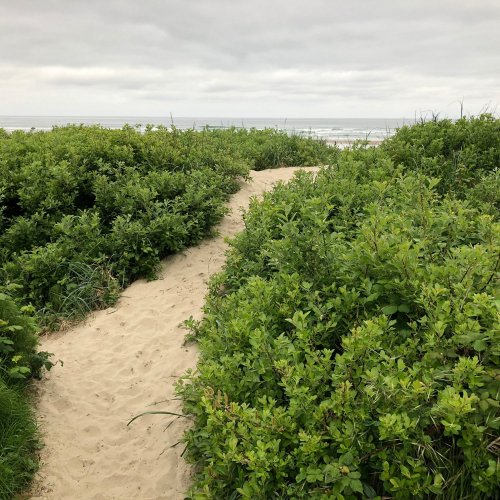 A sandy path winds through lush green vegetation leading to a beach and ocean in the distance.