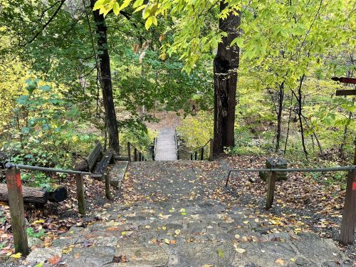 A stone staircase leads down through a lush, green forest with trees and fallen leaves.
