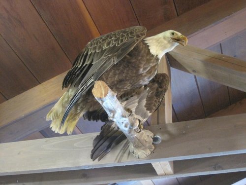 A mounted bald eagle perched on a wooden beam, showcasing its detailed feathers and strong beak.