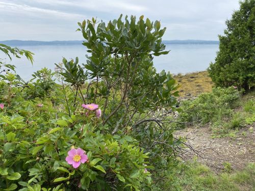 A coastal scene featuring pink flowers and lush greenery, with a calm body of water and distant hills in the background.