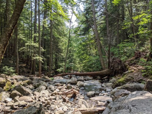 A serene forest scene with a rocky stream, surrounded by tall trees and lush greenery under a bright blue sky.