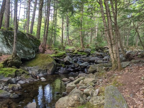 A serene forest scene with a small stream flowing over rocks, surrounded by lush greenery and tall trees.