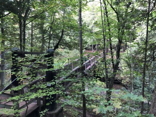 A wooden bridge surrounded by lush green trees in a serene forest setting.