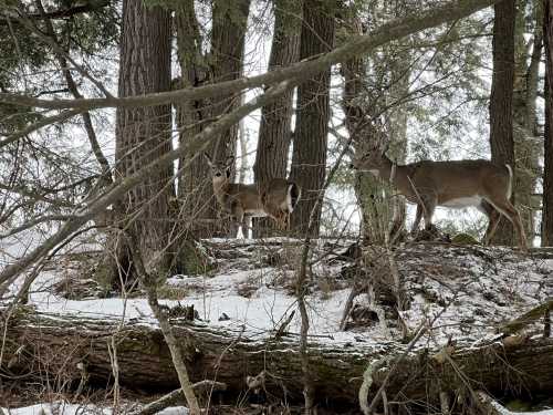 Two deer stand among trees in a snowy forest, partially obscured by branches and fallen logs.