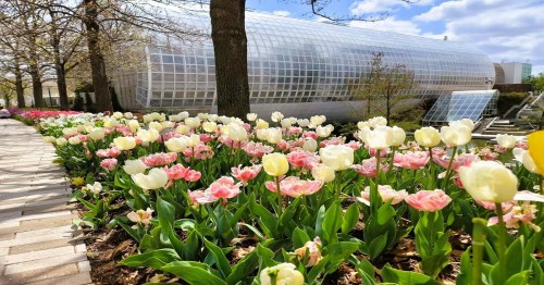 A vibrant garden with pink and white tulips in front of a modern glass greenhouse under a blue sky.
