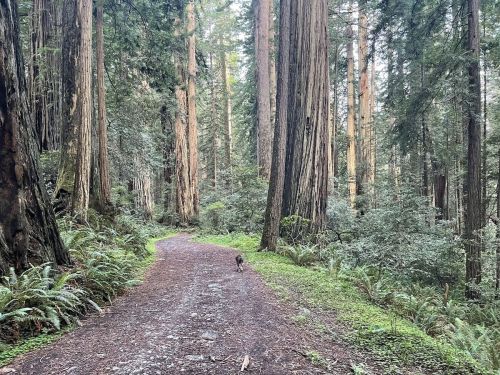 A winding path through a lush forest of tall trees and ferns, with a small dog walking along the trail.