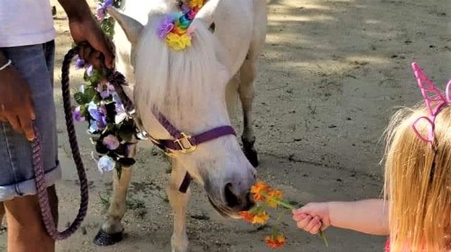 A child offers flowers to a decorated white pony, while an adult holds the pony's leash.