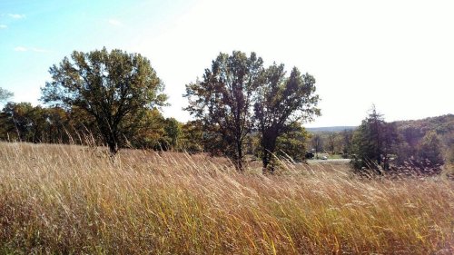 A sunlit landscape featuring tall grass and trees, with a distant view of rolling hills under a clear sky.