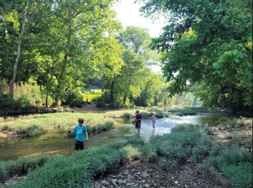 Three children play in a shallow stream surrounded by lush greenery and trees on a sunny day.