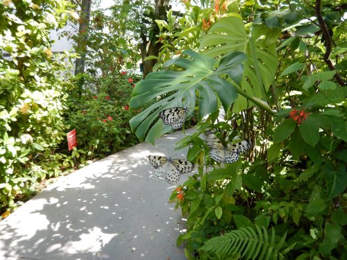 A pathway surrounded by lush greenery and colorful flowers, with butterflies resting on leaves.