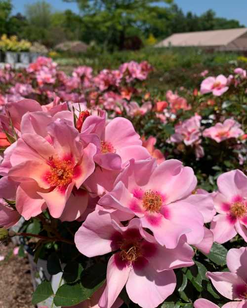 A close-up of pink roses in full bloom, surrounded by lush greenery and a blurred background of more flowers.