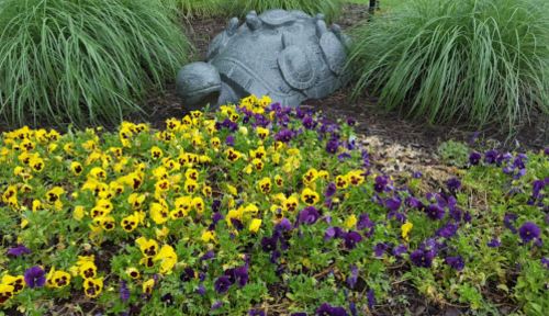 A decorative turtle statue surrounded by vibrant yellow and purple pansies in a grassy garden.