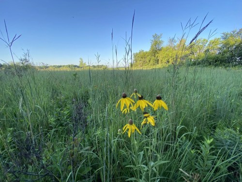 A field of tall green grass with vibrant yellow flowers in the foreground under a clear blue sky.