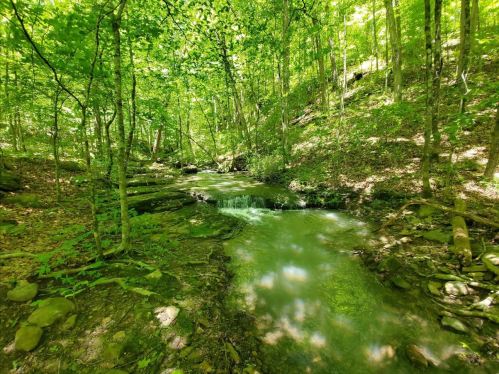 A serene forest scene featuring a gently flowing creek surrounded by lush green trees and foliage.