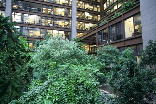 Lush greenery in an indoor atrium surrounded by office windows, creating a serene workspace environment.