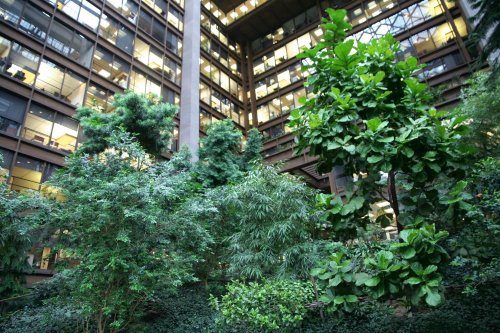 Lush greenery surrounds a modern office building with large windows, creating a serene indoor garden atmosphere.