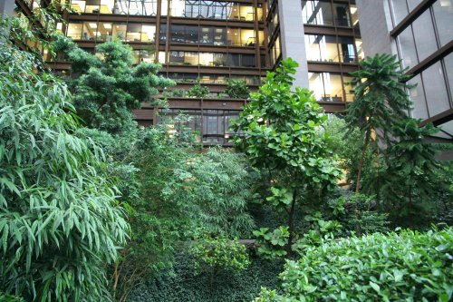 Lush greenery in an urban courtyard surrounded by modern buildings, with sunlight filtering through the leaves.
