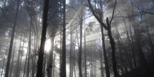 Misty forest with tall trees, sunlight filtering through fog, creating a serene and ethereal atmosphere.