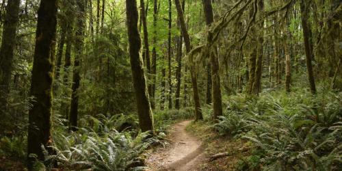 A winding dirt path through a lush green forest, surrounded by tall trees and ferns.