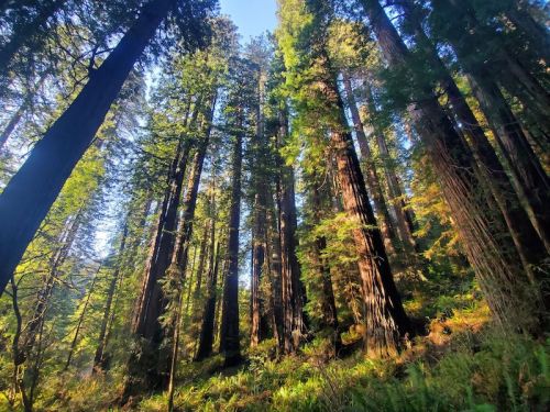 Tall redwood trees tower above in a sunlit forest, with lush greenery and dappled light filtering through the leaves.