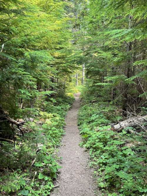 A narrow dirt path winding through a lush green forest with trees and underbrush on either side.