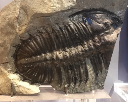 Fossilized trilobite embedded in rock, showcasing its detailed exoskeleton and segmented body.