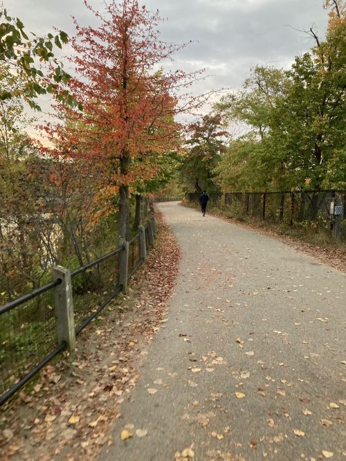 A winding path lined with trees showing autumn colors, with a person walking in the distance.