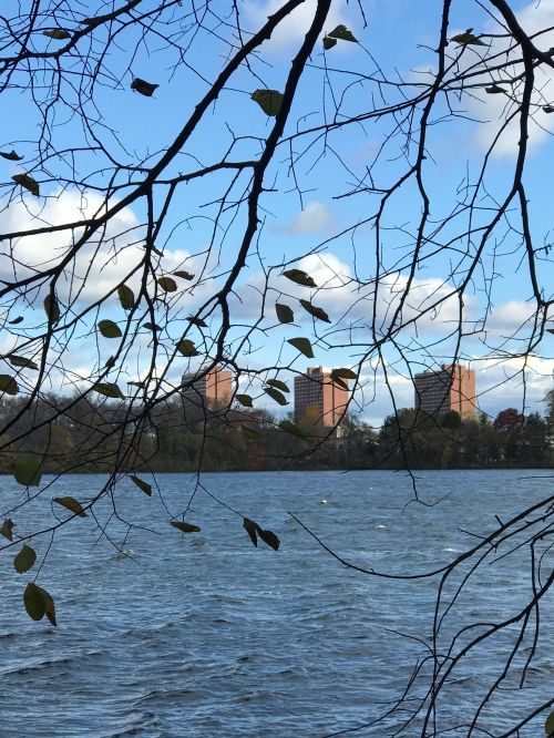 View of a lake framed by branches, with buildings visible in the background under a partly cloudy sky.