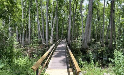 A wooden boardwalk stretches through a lush, green forest with tall trees and water visible in the background.
