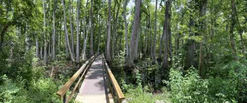 A wooden boardwalk winds through a lush green forest with tall trees and dense foliage.