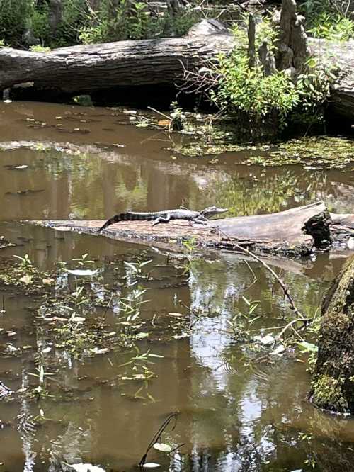 A snake resting on a log in a murky, greenish-brown pond surrounded by vegetation.