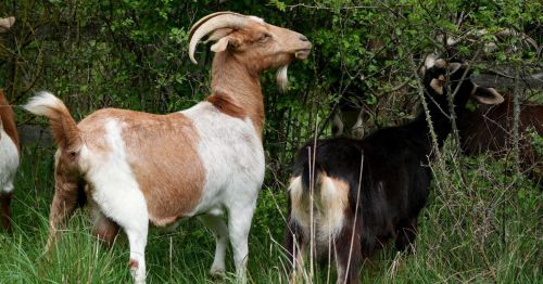 goats grazing through the bushes on Goat Island in Lake Tenkiller State Park, Oklahoma