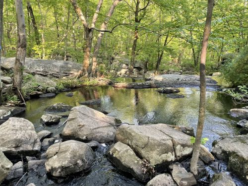 A serene forest scene featuring a calm stream surrounded by large rocks and lush green trees.