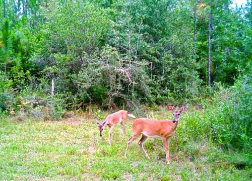 Two deer grazing in a lush green forest with dense foliage in the background.