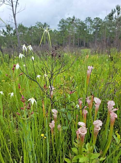 A vibrant wetland scene featuring various wildflowers and pitcher plants amidst lush green grass and trees in the background.