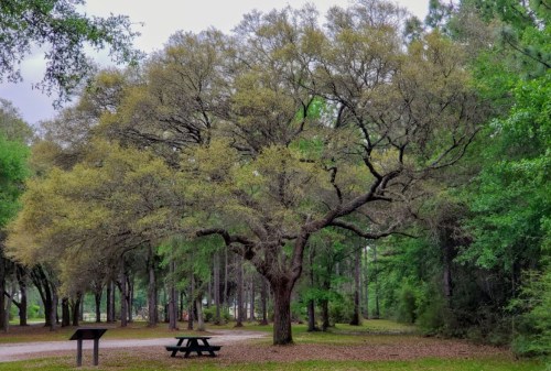 A large tree with sparse leaves stands in a park, surrounded by greenery and a picnic table nearby.