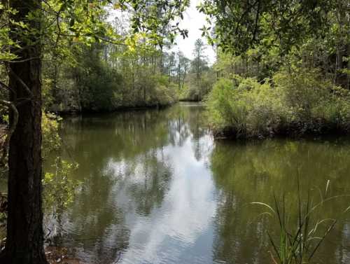 A serene river scene surrounded by lush greenery and trees, reflecting the sky and foliage in calm waters.