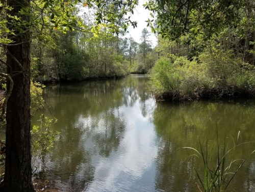 A serene river scene surrounded by lush greenery and trees, reflecting the sky and foliage in calm waters.