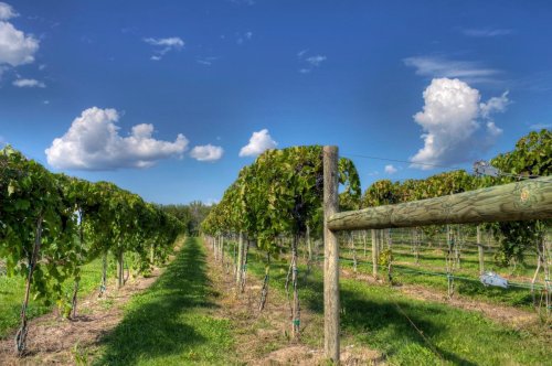 A scenic vineyard with rows of grapevines under a blue sky with fluffy clouds.