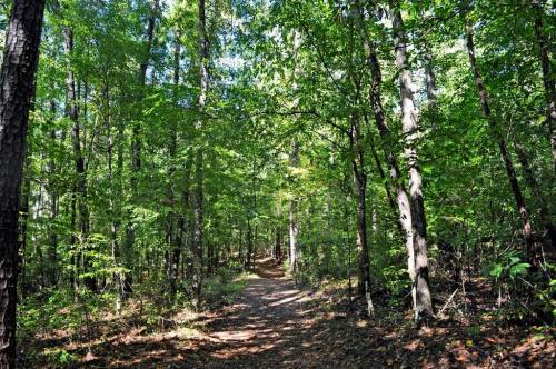 A serene forest path surrounded by lush green trees and dappled sunlight filtering through the leaves.