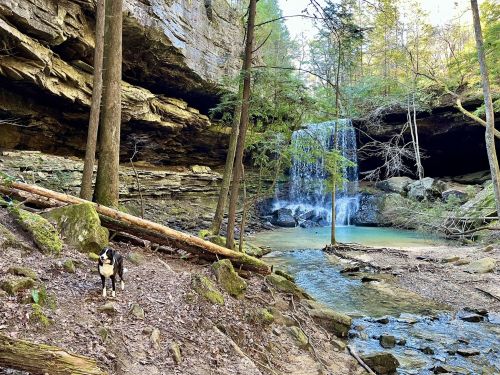 A dog stands near a waterfall surrounded by rocky cliffs and lush greenery in a serene forest setting.
