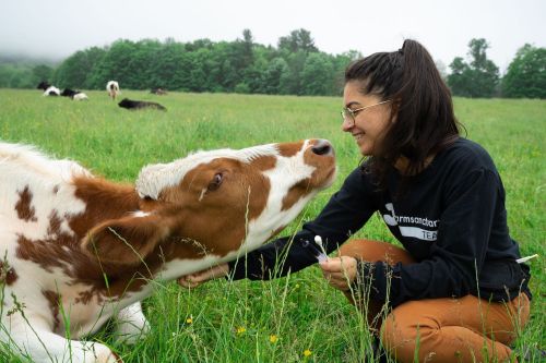 A person smiles while petting a friendly cow in a grassy field, with other cows grazing in the background.