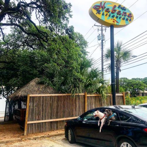 A black car parked outside a tropical-themed restaurant with a thatched roof and palm trees. A dog is sitting in the car.